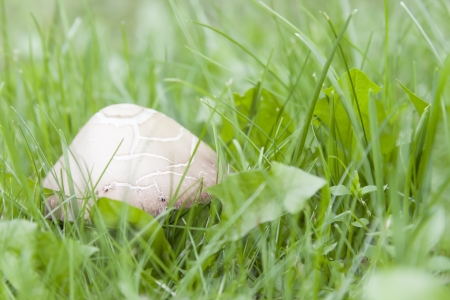 Inedible white mushroom in green grassの写真素材