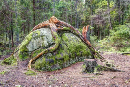 Big broken fir tree roots around big rock in forestの写真素材