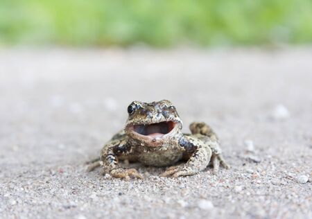 Photo of a badly hurt frog who has lost one of its eye  の写真素材