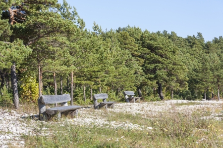 Timber seats in front of a pine tree forest on a fieldの写真素材