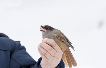 Siberian Jay bird sit on a hand and eats foodの写真素材