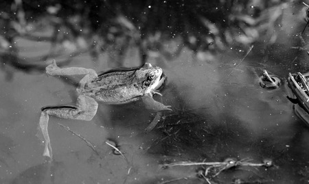 Close up of a frog or amphibian in water