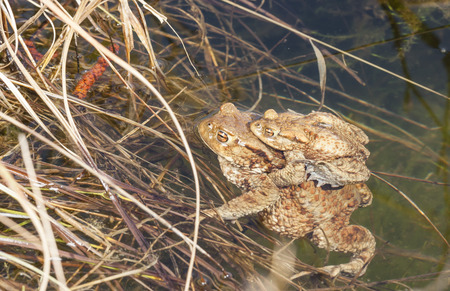 Baby frog sit on the back of his or her mother who sits on a water edgeの写真素材