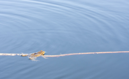 Brown frog in blue water sit on a long slim branch or sprayの写真素材