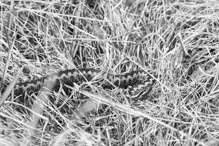 Common adder or viper lie on the ground