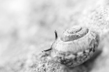 Close up of a little snail peeking or looking behind its shellの写真素材