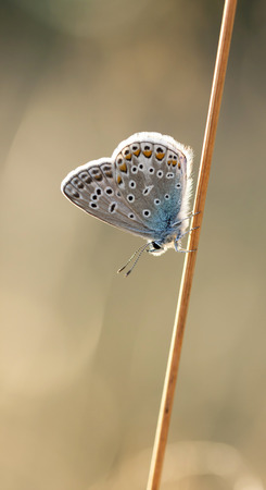 Close up of a small butterfly with textured wings or round spots sit on a plant or hay strawの写真素材