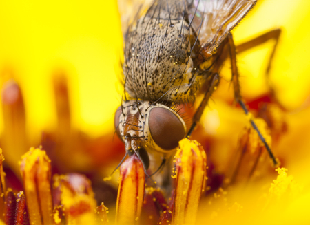 Close up of a house-fly inside yellow flower blossomの写真素材