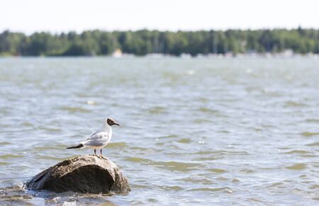 Mew stands on a rock in the sea and enjoys sunshineの写真素材