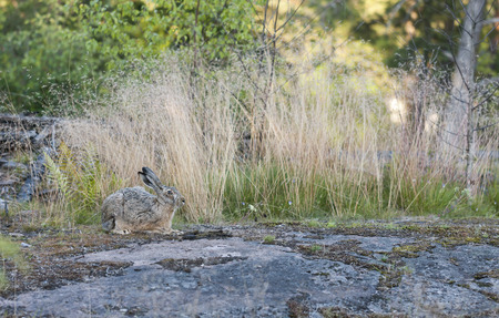 Brown wild rabbit in forest in summerの写真素材