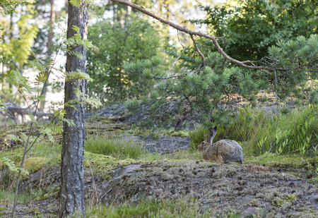 Brown wild rabbit in forest in summerの写真素材