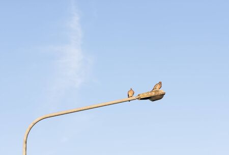 Two pigeons sit on a street lamp and enjoying sunsetの写真素材
