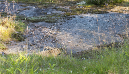 Brown wild rabbit in forest in summer