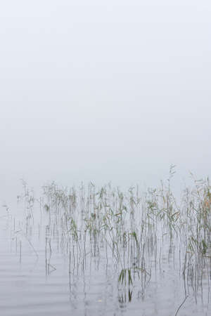Bulrush in water on a very misty weatherの写真素材