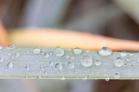 Water bubbles or rain drops on a light green plant leaf