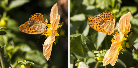 Closeup of a orange butterfly with black dots on wings stand on a yellow flowerの写真素材