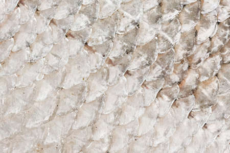 Illustration of fish skin or scales closeup