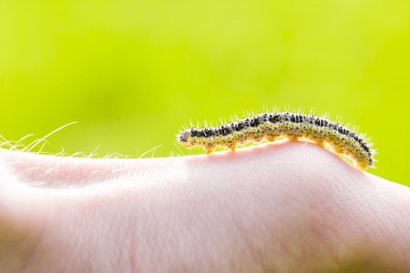 Closeup of butterfly larva crawl on human handの写真素材