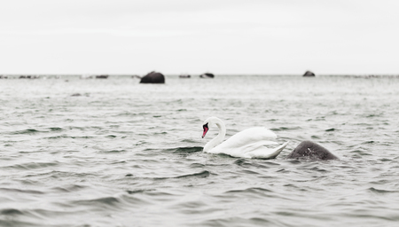 White swan swim in a sea at an overcast dayの写真素材