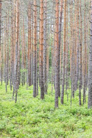 Pine tree forest with green ground in summer