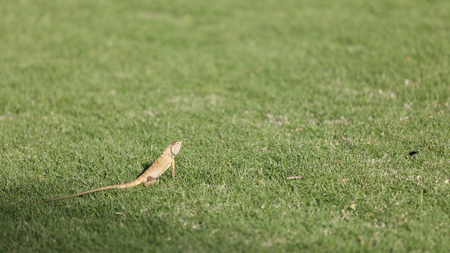 Yellow or brown lizard on green grass hunts for foodの写真素材