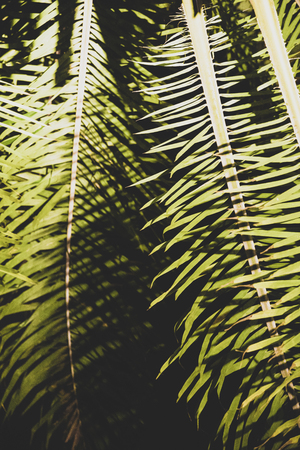 Background of big palm tree leaves at nightの写真素材