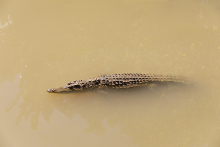 Brown crocodile swims or floats quietly in water, waiting for a mealの写真素材