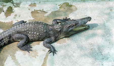 Crocodiles at pool side in a farm in Vietnamの写真素材