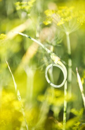 Closeup of garlic stem taken a shape of a ring or circle