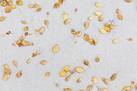 Many small fallen yellow leaves on sandy ground