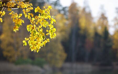 Closeup of yellow tree leaves in autumn