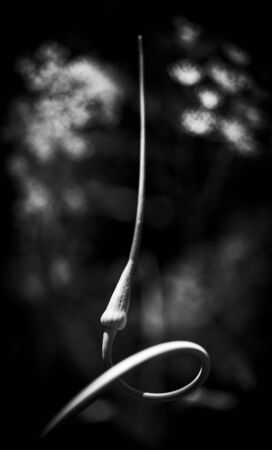 Closeup of garlic stem taken a shape of a ring or circle