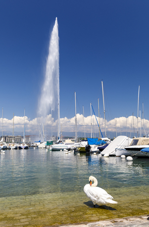 GENEVA, SWITZERLAND - JUNE 30, 2018: White swan at a shore of lake Geneva, 140m high fountain called Jet d'Eau in the background in city centre of Geneva, Switzerland on June 30, 2018のeditorial素材