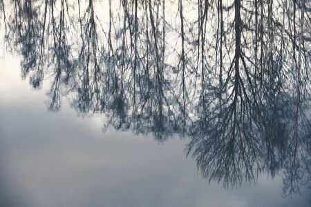 Reflection of bare tree branches on water in autumn