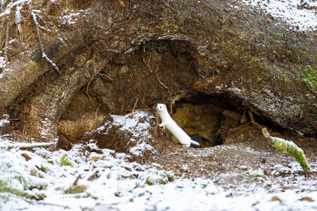 Small white least weasel on an old tree stump in winter forestの写真素材