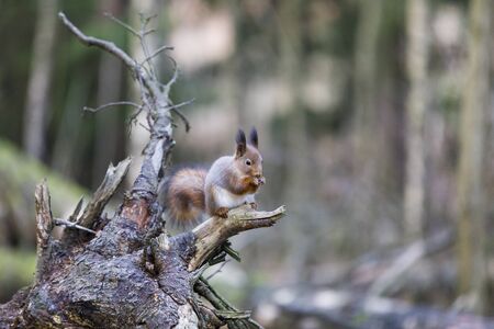 Squirrel sit on a fallen tree stump in forest in autumnの写真素材