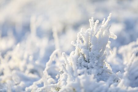 Closeup of grass tuft covered with white snow and ice in winterの写真素材