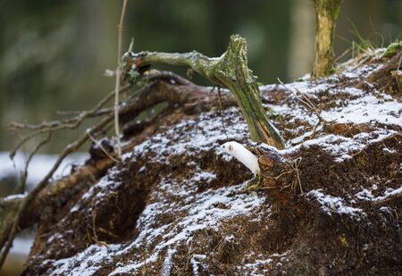 Small white least weasel on an old tree stump in winter forestの写真素材
