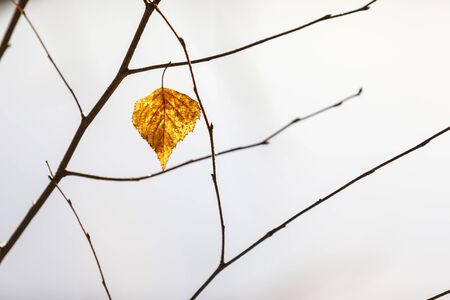 Closeup of dry golden tree leaf on a branchの写真素材