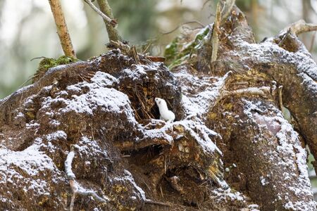 Small white least weasel on an old tree stump in winter forestの写真素材