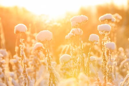 Closeup of plant tops under thick white snow pillow in a warming sunlight at winterの写真素材