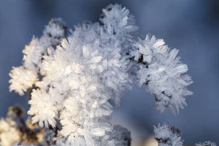 Closeuo of ice cristals on a plant at winterの写真素材