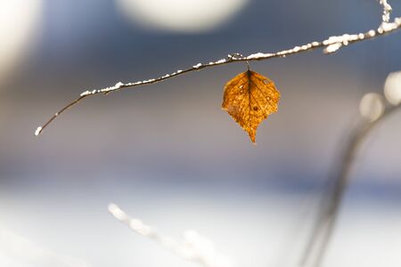 Closeup of dry golden tree leaf on a branchの写真素材