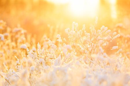 Closeup of plant tops under thick white snow pillow in a warming sunlight at winterの写真素材