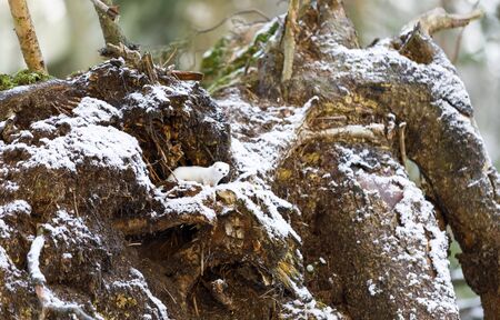 Small white least weasel on an old tree stump in winter forestの写真素材