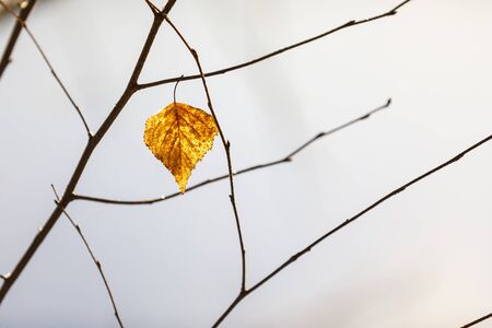 Closeup of dry golden tree leaf on a branchの写真素材