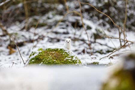 Weasel stares on a green mossy rock in snowy winter forestの写真素材