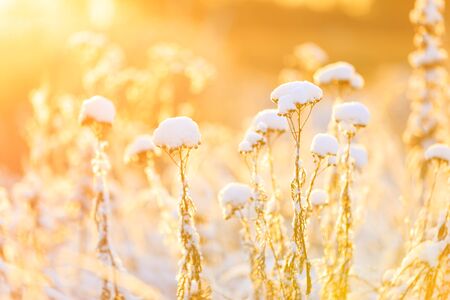 Closeup of plant tops under thick white snow pillow in a warming sunlight at winterの写真素材