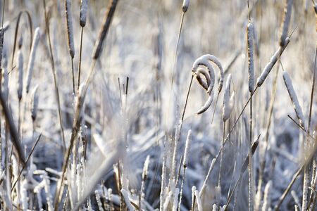 Curvy and straight snowy cattails at bright winter dayの写真素材