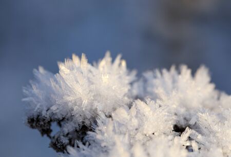 Closeuo of ice cristals on a plant at winterの写真素材